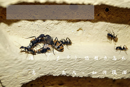 浦發(fā)信用卡怎么協(xié)商停息掛賬光大-如何跟浦發(fā)信用卡協(xié)商還款