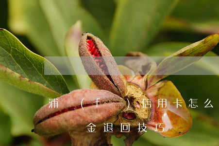 浦發(fā)信用卡怎么退利息(信用卡利息違約金退回技巧)
