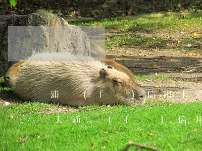 浦發(fā)信用卡消費(fèi)逾期一天(浦發(fā)信用卡消費(fèi)逾期一天會(huì)怎么樣)