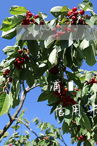 浦發(fā)信用卡能逾期嗎(浦發(fā)信用卡能逾期嗎)