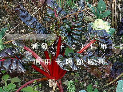 浦發(fā)信用卡臨額逾期 浦發(fā)信用卡臨額逾期