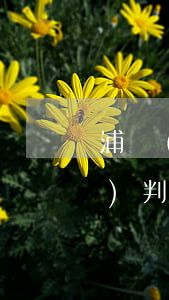 浦發(fā)信用卡萬用金逾期會(huì)判刑嗎-浦發(fā)信用卡萬用金逾期會(huì)判刑嗎知乎