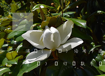 浦發(fā)信用卡透支不還的后果(浦發(fā)銀行貸款不還會(huì)怎么樣)