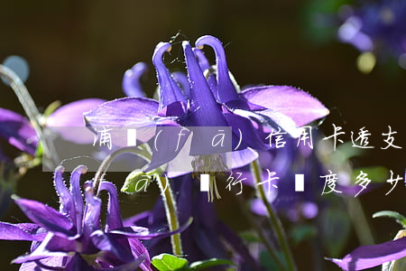 浦發(fā)信用卡透支額度怎么用(浦發(fā)銀行卡額度多少)
