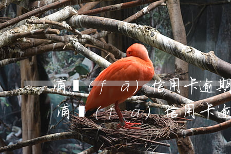 浦發(fā)信用卡逾期1天會上征信嗎-浦發(fā)信用卡逾期1天會上征信嗎嗎