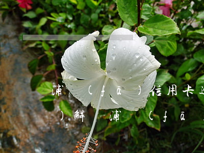 浦發(fā)信用卡逾期24小時(shí)解凍 浦發(fā)銀行信用卡 逾期