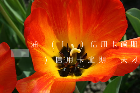 浦發(fā)信用卡逾期2天忘記(浦發(fā)信用卡逾期兩天才還上,影響信用記錄嗎)