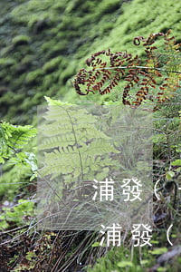 浦發(fā)信用卡逾期4個月能減免嗎-浦發(fā)信用卡逾期4個月能減免嗎多少錢