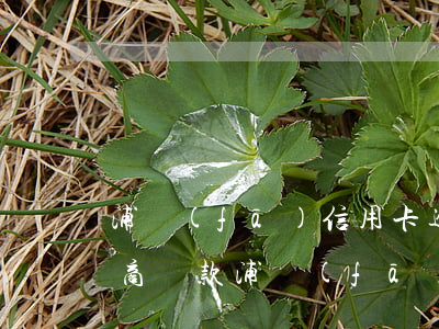 浦發(fā)信用卡逾期4萬協(xié)商還款(浦發(fā)銀行逾期4天,馬上還款是否影響征信)