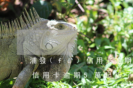 浦發(fā)信用卡逾期5w(浦發(fā)信用卡逾期5萬起訴了怎么辦)