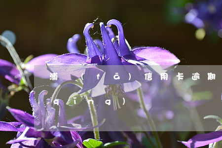 浦發(fā)信用卡逾期5年后還能申請(qǐng)嗎