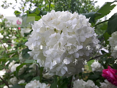 浦發(fā)信用卡逾期7萬免息(浦發(fā)信用卡逾期4天降額)