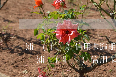 浦發(fā)信用卡逾期90天以上怎么辦-浦發(fā)信用卡逾期90天以上怎么辦呢