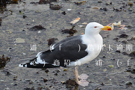 浦發(fā)信用卡逾期一年怎么協(xié)商招商-浦發(fā)信用卡逾期一年怎么協(xié)商招商還款