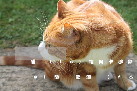 浦發(fā)信用卡逾期一年怎么協(xié)商還款(浦發(fā)銀行信用卡 逾期)