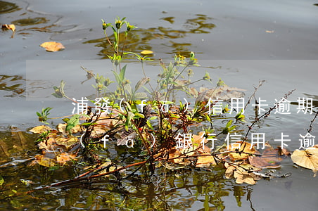 浦發(fā)信用卡逾期上征信怎么辦(浦發(fā)銀行信用卡 逾期)
