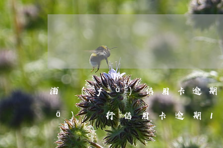 浦發(fā)信用卡逾期了欠9萬(浦發(fā)銀行信用卡逾期14萬多,現(xiàn)在該怎么辦)