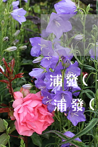 浦發(fā)信用卡逾期了還了還可以用嗎(浦發(fā)信用卡逾期了還了還可以用嗎)