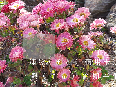 浦發(fā)信用卡逾期了非要還全款嗎(浦發(fā)逾期一個(gè)月還可以協(xié)商還款解決嗎?)
