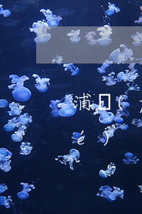 浦發(fā)信用卡逾期二十天凍結(jié)