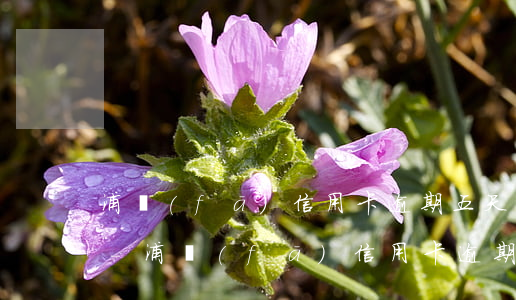 浦發(fā)信用卡逾期五天會不會上征信-浦發(fā)信用卡逾期五天會不會上征信記錄