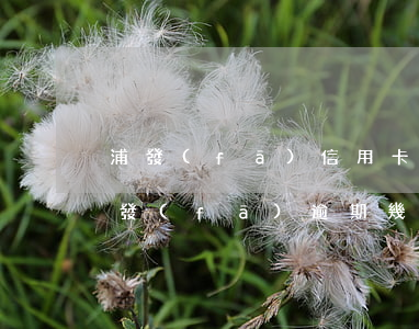浦發(fā)信用卡逾期催收讓全額還款(浦發(fā)逾期幾天催收要我把欠款還清合理嗎)