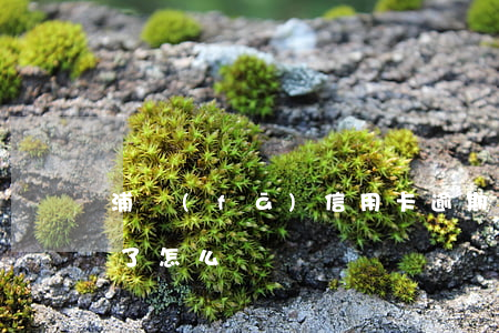 浦發(fā)信用卡逾期兩個(gè)賬單了怎么辦