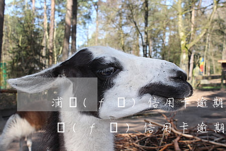 浦發(fā)信用卡逾期 凍結(jié)(浦發(fā)信用卡逾期凍結(jié)微信)