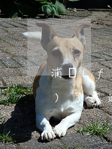 浦發(fā)信用卡逾期到家里來(lái)了(有逾期能申請(qǐng)浦發(fā)信用卡)