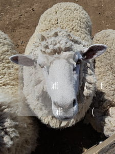 浦發(fā)信用卡逾期半年還不上怎么辦(浦發(fā)逾期半個月還是還不上要怎么協(xié)商)