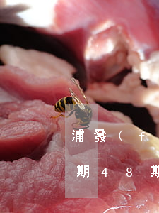 浦發(fā)信用卡逾期協(xié)商分期48期-浦發(fā)信用卡逾期協(xié)商分期48期還款