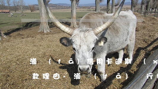 浦發(fā)信用卡逾期協(xié)商還款理由-浦發(fā)銀行拒絕協(xié)商還款