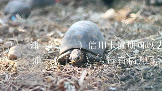 浦發(fā)信用卡逾期可以去分行辦理嗎(浦發(fā)銀行有信用卡了還可以申請(qǐng)嗎)