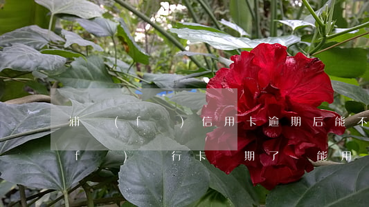 浦發(fā)信用卡逾期后能不能用(浦發(fā)銀行卡過期了還能用嗎)