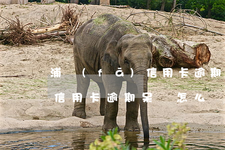 浦發(fā)信用卡逾期呆賬(浦發(fā)信用卡逾期呆賬怎么辦)