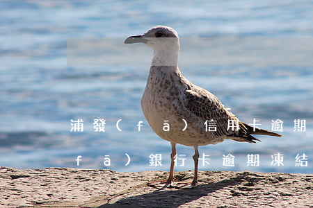 浦發(fā)信用卡逾期多久解凍-浦發(fā)銀行卡逾期凍結(jié)了還完了怎么解凍