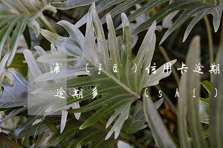 浦發(fā)信用卡逾期多久黑名單(信用卡逾期多長時(shí)間算黑名單)