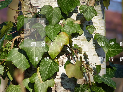 浦發(fā)信用卡逾期幾個月了怎么辦-浦發(fā)銀行信用卡 逾期