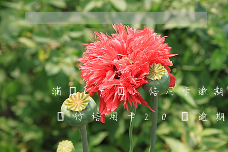 浦發(fā)信用卡逾期征信(浦發(fā)銀行信用卡20萬逾期一年說通過法律程序追討)
