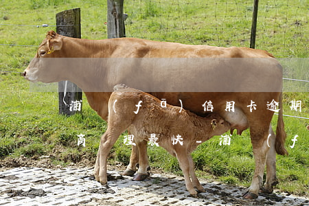 浦發(fā)信用卡逾期怎么協(xié)商處理最快-浦發(fā)信用卡逾期怎么協(xié)商處理最快