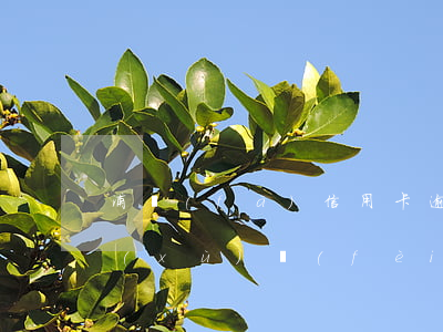 浦發(fā)信用卡逾期怎么辦理還款手續(xù)費(fèi)是多少-浦發(fā)信用卡逾期怎么辦理還款手續(xù)費(fèi)是多少啊