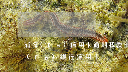 浦發(fā)信用卡逾期我愛卡-我的浦發(fā)銀行信用卡