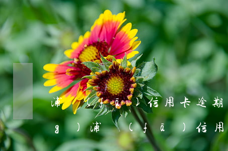 浦發(fā)信用卡逾期減免申請(qǐng)(浦發(fā)信用卡逾期違約金利息可以減免嗎)