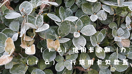 浦發(fā)信用卡逾期無力還款(上海浦發(fā)銀行信用卡欠款五萬逾期三個月)