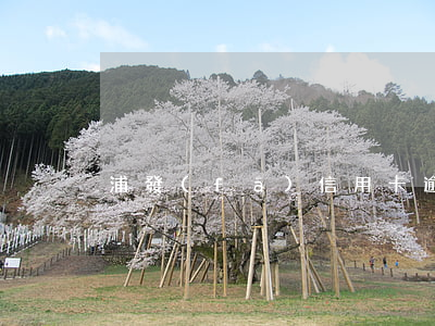浦發(fā)信用卡逾期看不到原額度