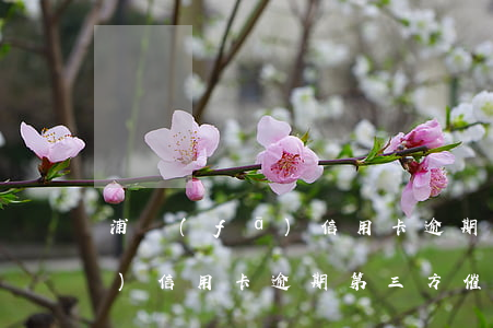 浦發(fā)信用卡逾期第三方 浦發(fā)信用卡逾期第三方催收怎么協(xié)商還款