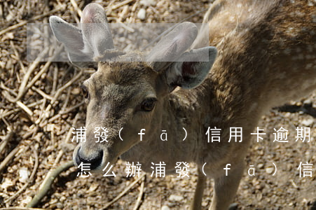 浦發(fā)信用卡逾期被凍結(jié)怎么辦(浦發(fā)信用卡逾期被凍結(jié)怎么辦最快)