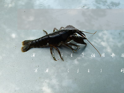 浦發(fā)信用卡逾期費(fèi)怎么算(浦發(fā)銀行違約金怎么算)