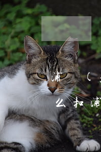 浦發(fā)信用卡逾期費(fèi)用怎么扣(浦發(fā)銀行逾期利息和違約金能退回來(lái)嗎)