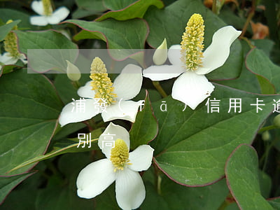 浦發(fā)信用卡逾期費(fèi)用特別高
